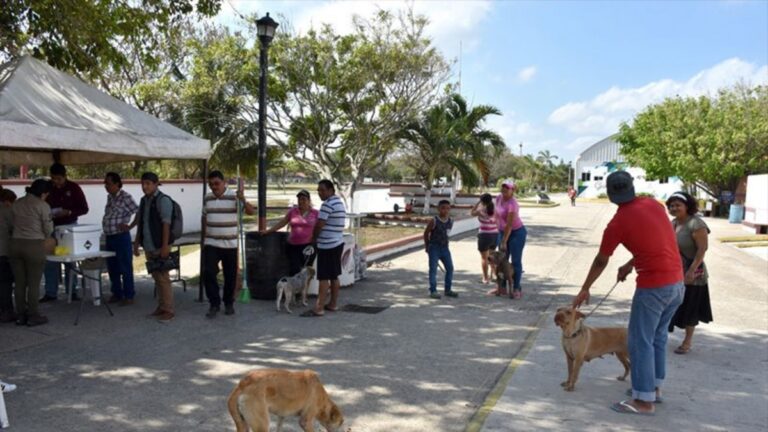 Denuncian abandono de mascotas en plenas campañas de esterilización en Coatzacoalcos