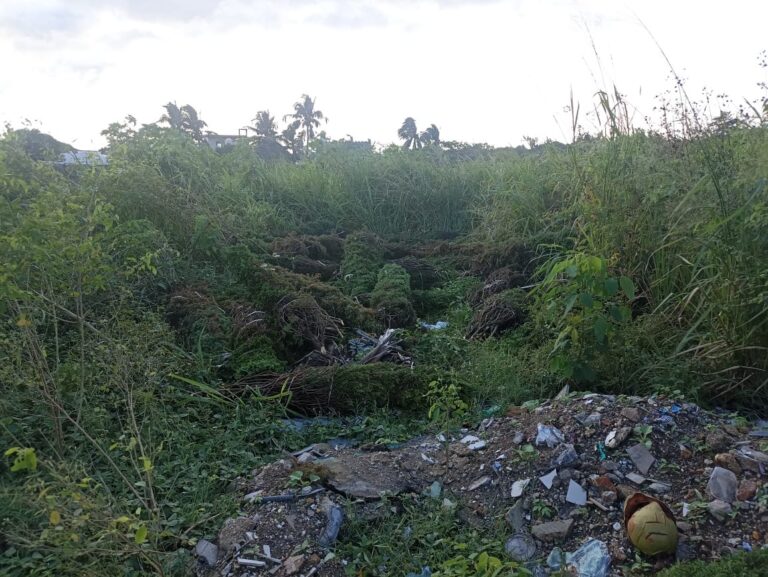 Reprueban ciudadanos el abandono de pinos navideños en terrenos de la colonia El Tesoro