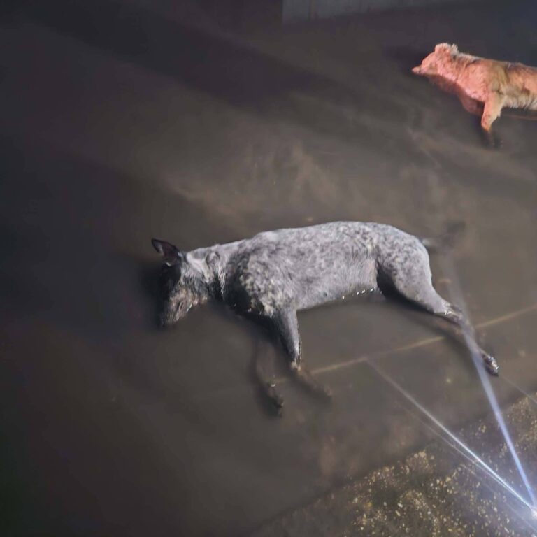 Alerta en el poniente de Coatzacoalcos: Registran nuevo envenenamiento de perros