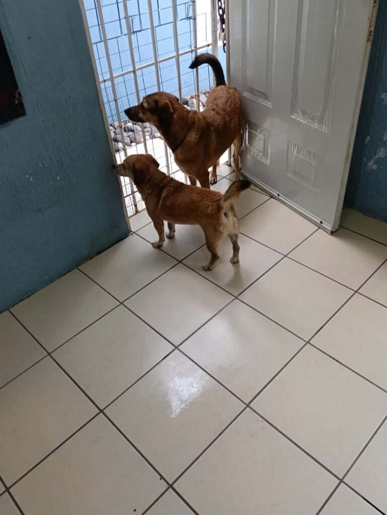 Denuncian “silencio” ante el maltrato animal en Coatzacoalcos; CEPAC suma 70 quejas en 2025