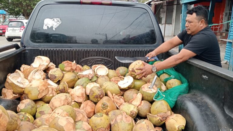 Comerciantes de coco en Coatzacoalcos resisten ante bajas ventas; prevén ajuste de precios en temporada de calor