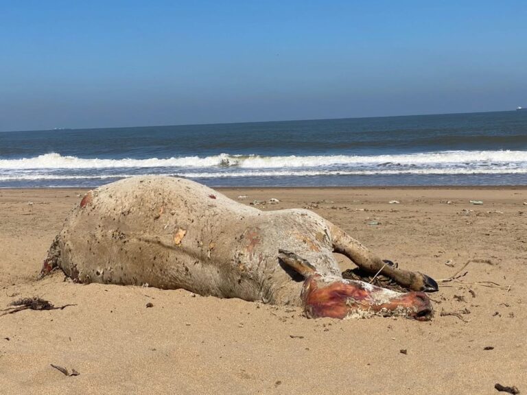 Hallan caballo muerto en playa de Villa Allende