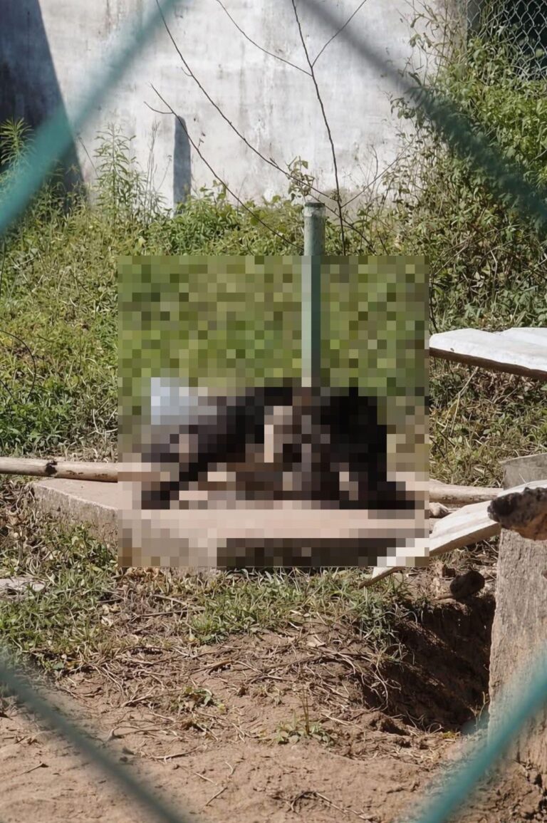 Denuncian cruel muerte de un perro encadenado en Coatzacoalcos; activistas exigen justicia