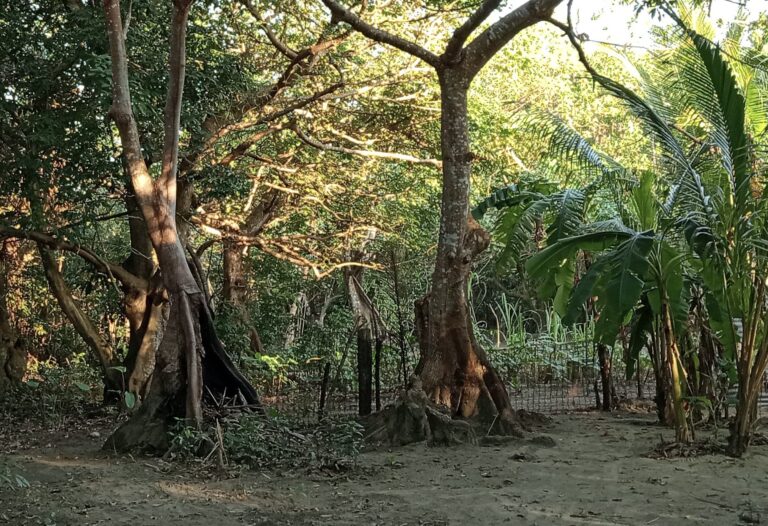 Alertan por devastación del 40% de manglares en Coatzacoalcos; urgen a la conservación estratégica