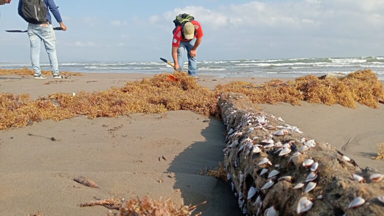 Pescadores de Pajapan suspenden reforestación y cría de ostión por derrame de crudo en la Laguna del Ostión