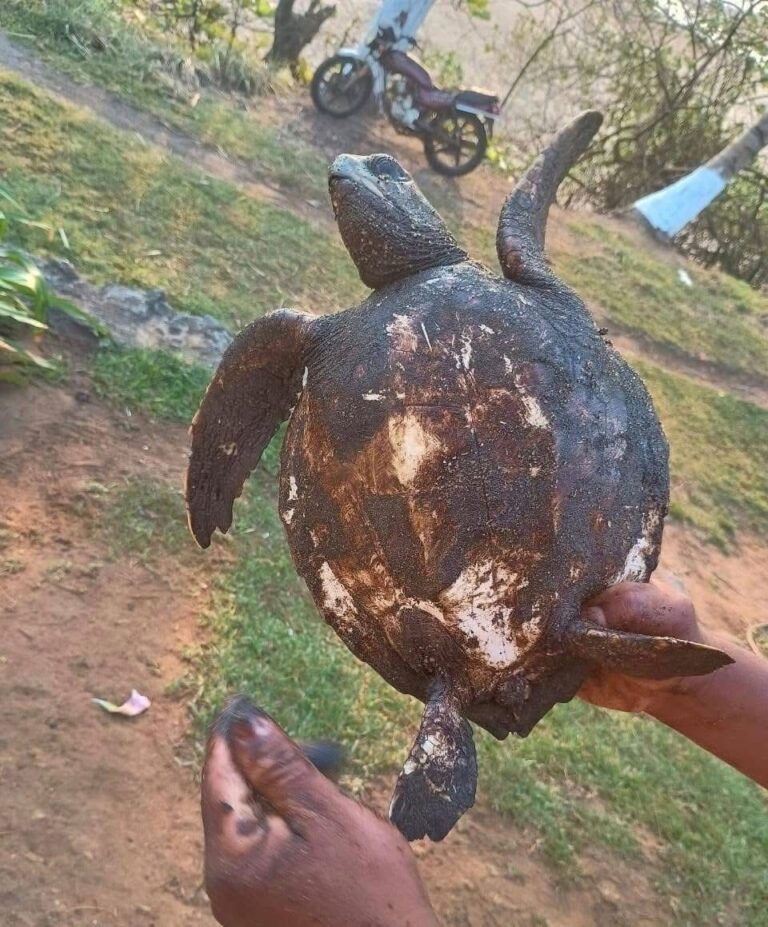 Presencia de hidrocarburos amenazan tres especies de tortugas marinas en Coatzacoalcos