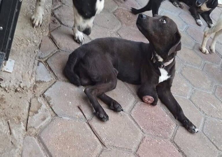 Documenta Protección Animal más de 90 casos de maltrato en Coatzacoalcos; intervienen en Punta del Mar