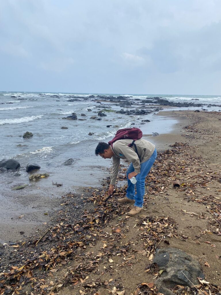 Detectan algas y fauna marina contaminada por petróleo en las costas de Los Tuxtlas