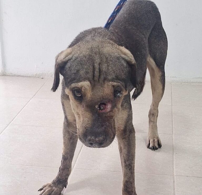 Confirman tres casos de Gusano Barrenador del Ganado en perros de Coatzacoalcos; persiste alerta sanitaria
