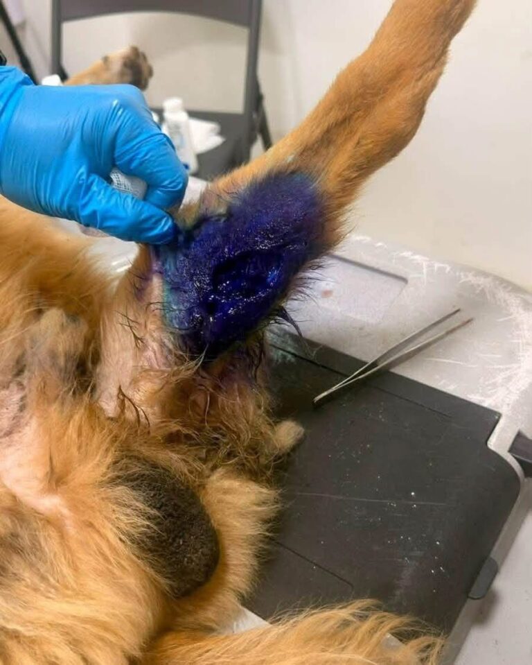 Alerta sanitaria en Coatzacoalcos…Veterinaria advierte sobre brotes de gusano barrenador
