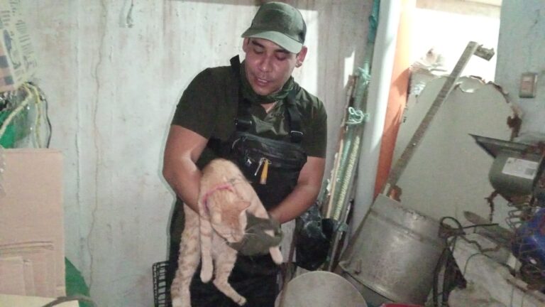 Exhortan a evitar llamadas falsas sobre maltrato animal en Coatzacoalcos ante protocolos de atención