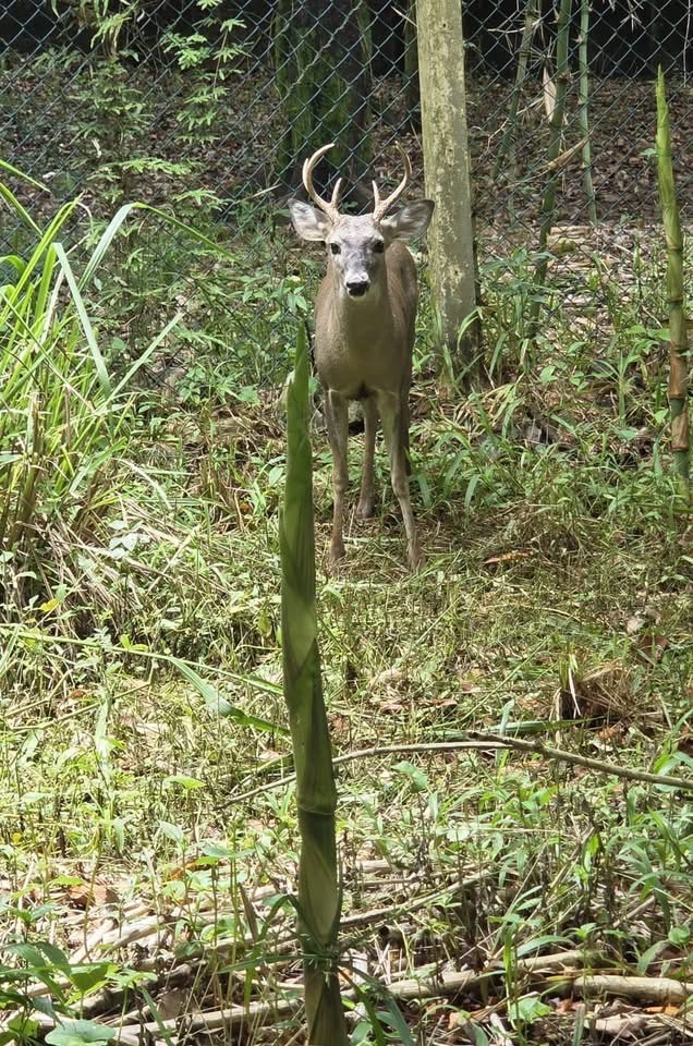 Rescatan del cautiverio, venado cola blanca, ya está en el Parque Jaguaroundi Coatzacoalcos