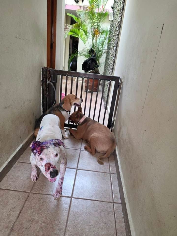 Perros de raza y en estado de desnutrición son los que más abandonan en Coatzacoalcos: AMOA